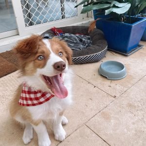 Archie Männlich