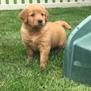 Bailey Weiblich