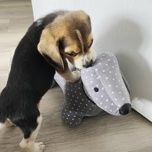 Bailey Männlich