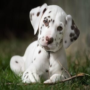 Beau Männlich