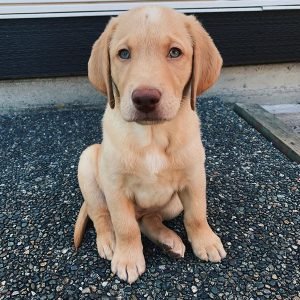 Bentley Weiblich