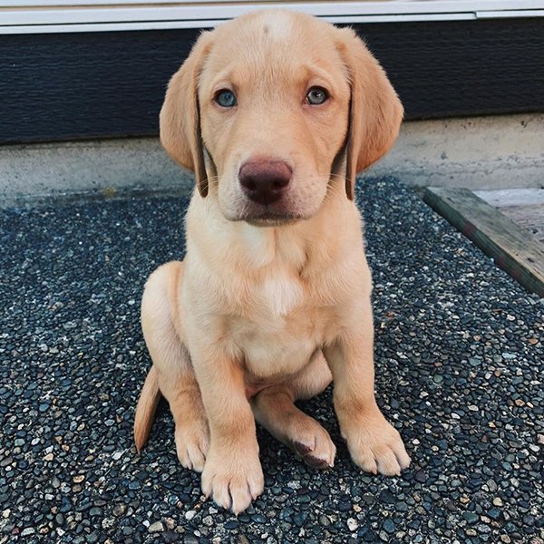 Bentley Weiblich