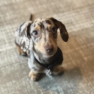 Budy Männlich