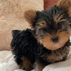 COCO Weiblich