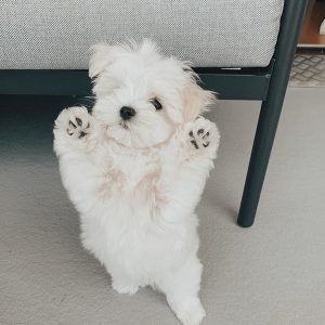 Charlie Männlich