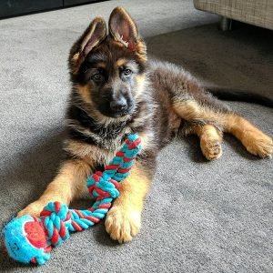 Chase Männlich