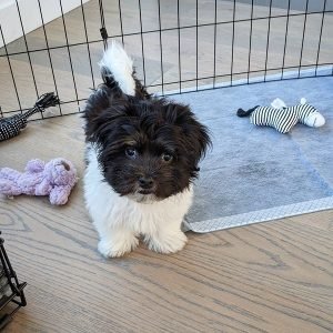 Coco Weiblich