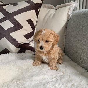Bailey Männlich