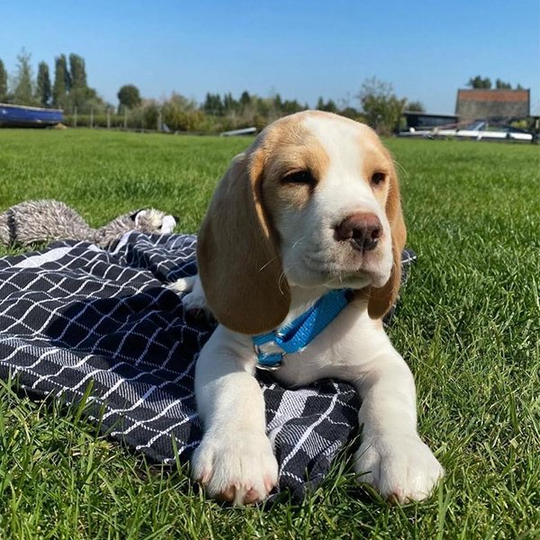 Dexter Männlich