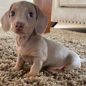 Dobby Weiblich