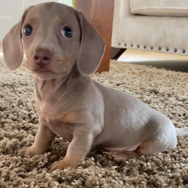 Dobby Weiblich