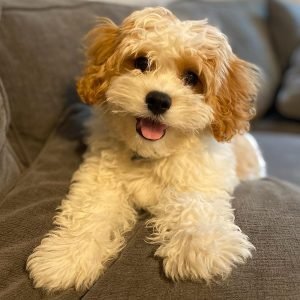 Fozzie Männlich