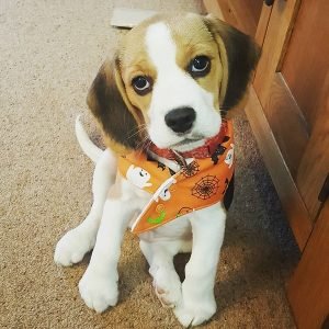 Gibson-Männchen