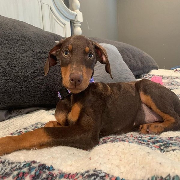Gracie Weiblich