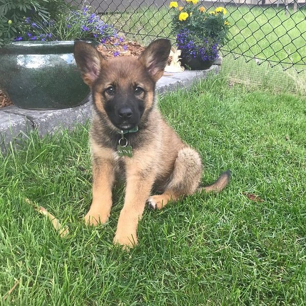 Kona Männlich