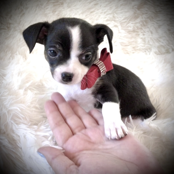 Lil’ Prince Männlich