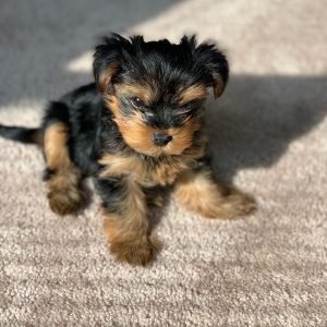 Loki Männlich