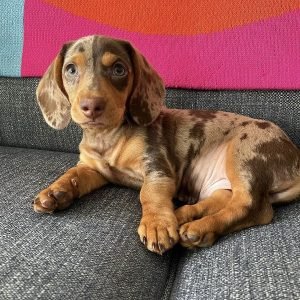 Lola Weiblich