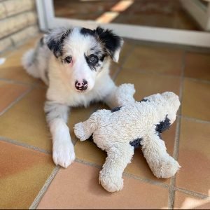 Lola Weiblich