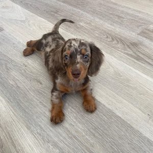 Lucky Männlich