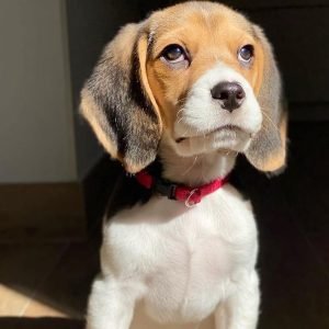 Luna Weiblich