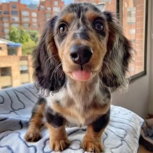 Marley Männlich