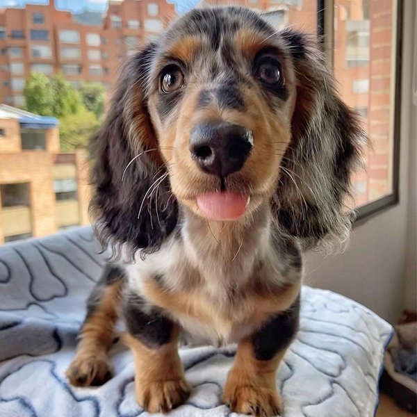 Marley Männlich