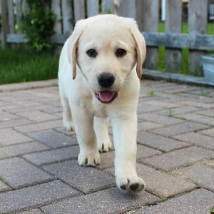 Nala Weiblich