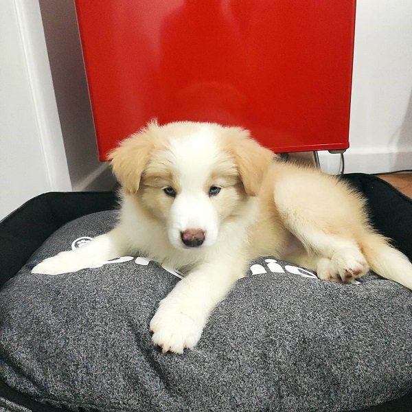 Nala Weiblich