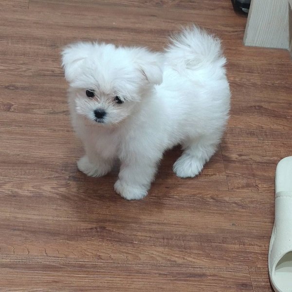 Nini Weiblich
