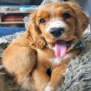 Ollie Weiblich