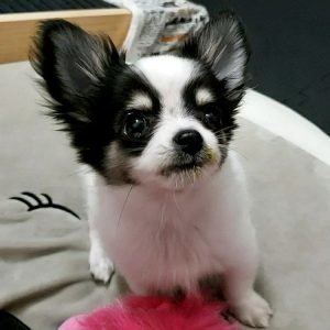 Panda-Männchen
