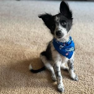 Rocky Männlich