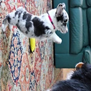 Romeo Weiblich