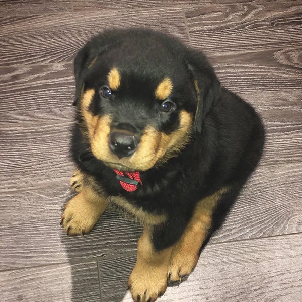 Romeo Männlich