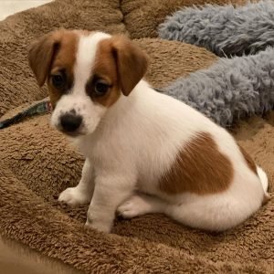 Snoopy Männlich