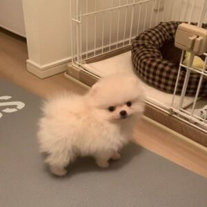 Männlicher Bulle