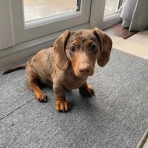 Zara Männlich