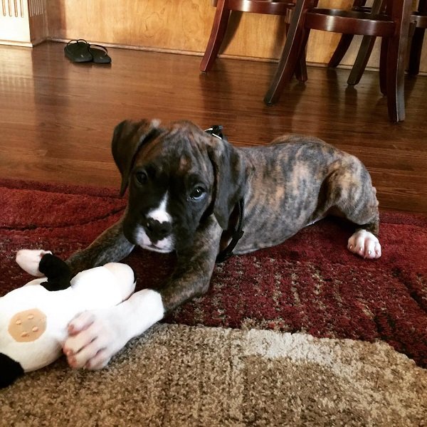 Boxer Harvey Männlich
