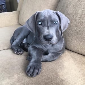 Cooper Männlich